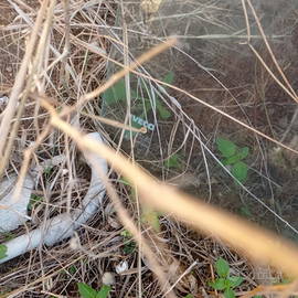 Parabrezza Iveco Daily 35 10