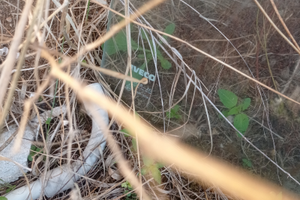 Parabrezza Iveco Daily 35 10