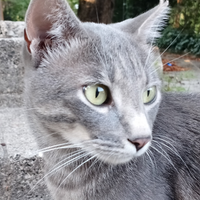 Micio gatto in adozione