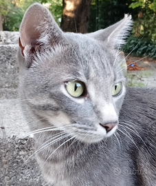 Micio gatto in adozione