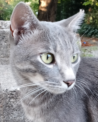 Micio gatto in adozione