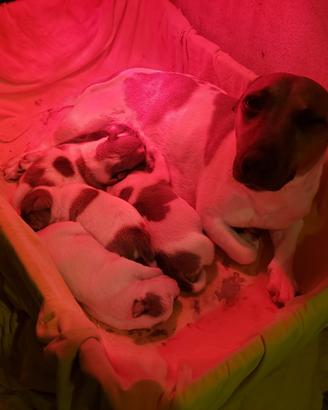 Jack russell terrier cuccioli a pelo corto