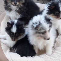 Pastore shetland il mini lassie in miniatura