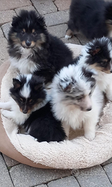 Pastore shetland il mini lassie in miniatura