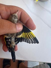 Cardellino nostrano