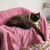 Gatto maschio adulto