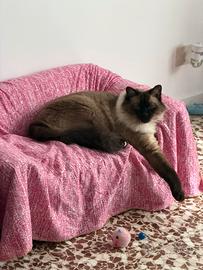 Gatto maschio adulto