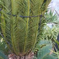 cycas