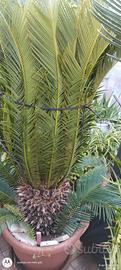 cycas