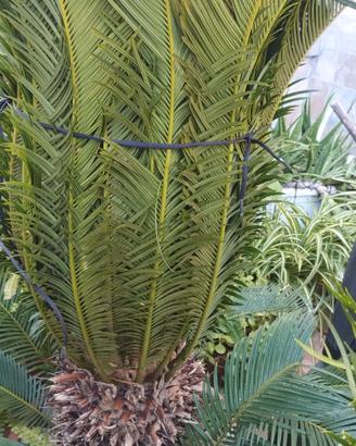 cycas