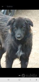 Cane simil Pastore Belga