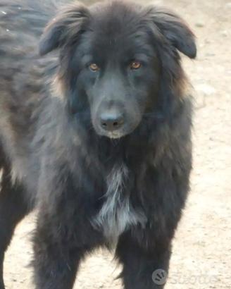 Cane simil Pastore Belga