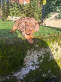 Cuccioli di bassotto kaninken/nano