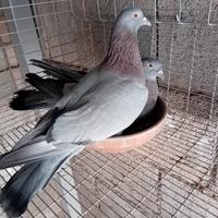 Piccioni addestrati per caccia al colombaccio