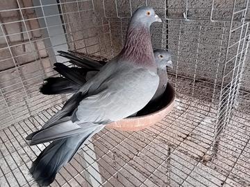 Piccioni addestrati per caccia al colombaccio