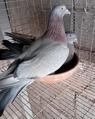 Piccioni addestrati per caccia al colombaccio