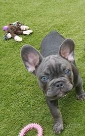 Cuccioli di bulldog francese blu femmine