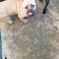 Cuccioli di cane corso