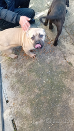 Cuccioli di cane corso