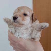 Barboncino cucciolo