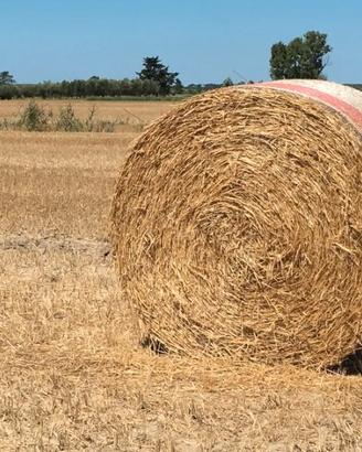 Balle di fieno 400KG l'una