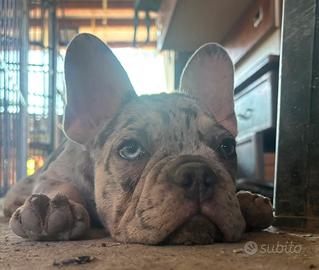 Bulldog francese