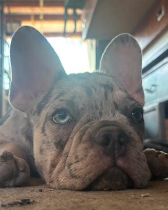 Bulldog francese