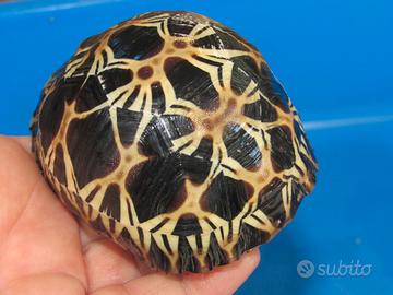 Astrochelys radiata