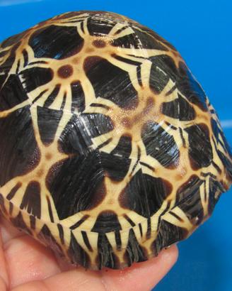Astrochelys radiata