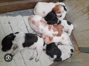 Cuccioli di breton