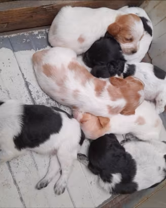 Cuccioli di breton