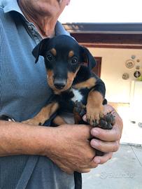 Cuccioli di jagd terrier
