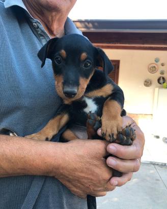 Cuccioli di jagd terrier
