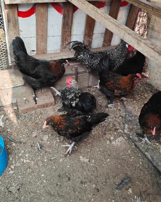 Galline marans nero ramato di 5 mesi