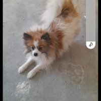 Cane spitz tedesco