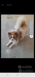 Cane spitz tedesco