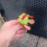 pianta sarracenia purpurea subsp .venosa