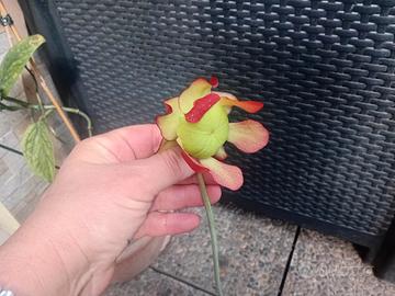 pianta sarracenia purpurea subsp .venosa