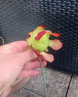 pianta sarracenia purpurea subsp .venosa