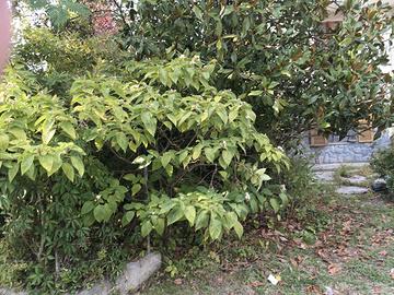 Casale piemontese parzialmente da personalizzare