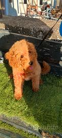 Cucciolo barboncino nano red