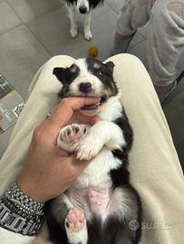 Border Collie