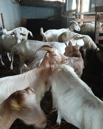 gruppo di 42 capre e pecore da latte