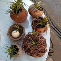 Tillandsia 