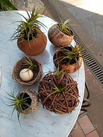 Tillandsia 