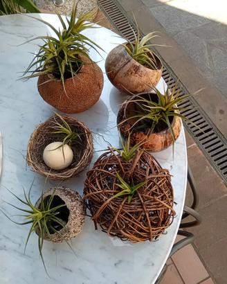 Tillandsia 