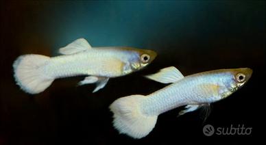 Guppy Snow white