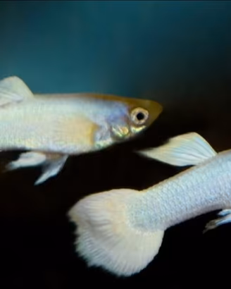 Guppy Snow white