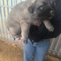 Cuccioli pastore del Caucaso