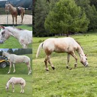 Appaloosa 3 anni